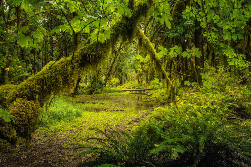 Quinault Rainforest 1